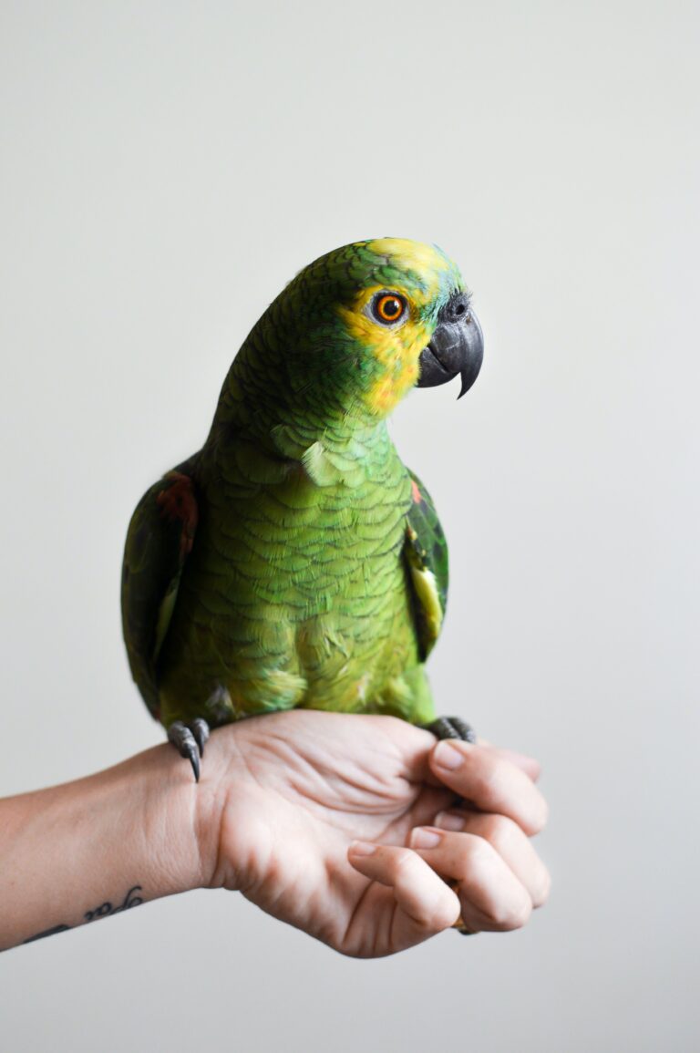 Read more about the article Birds as Pets: A Guide for Tampa Bay Residents