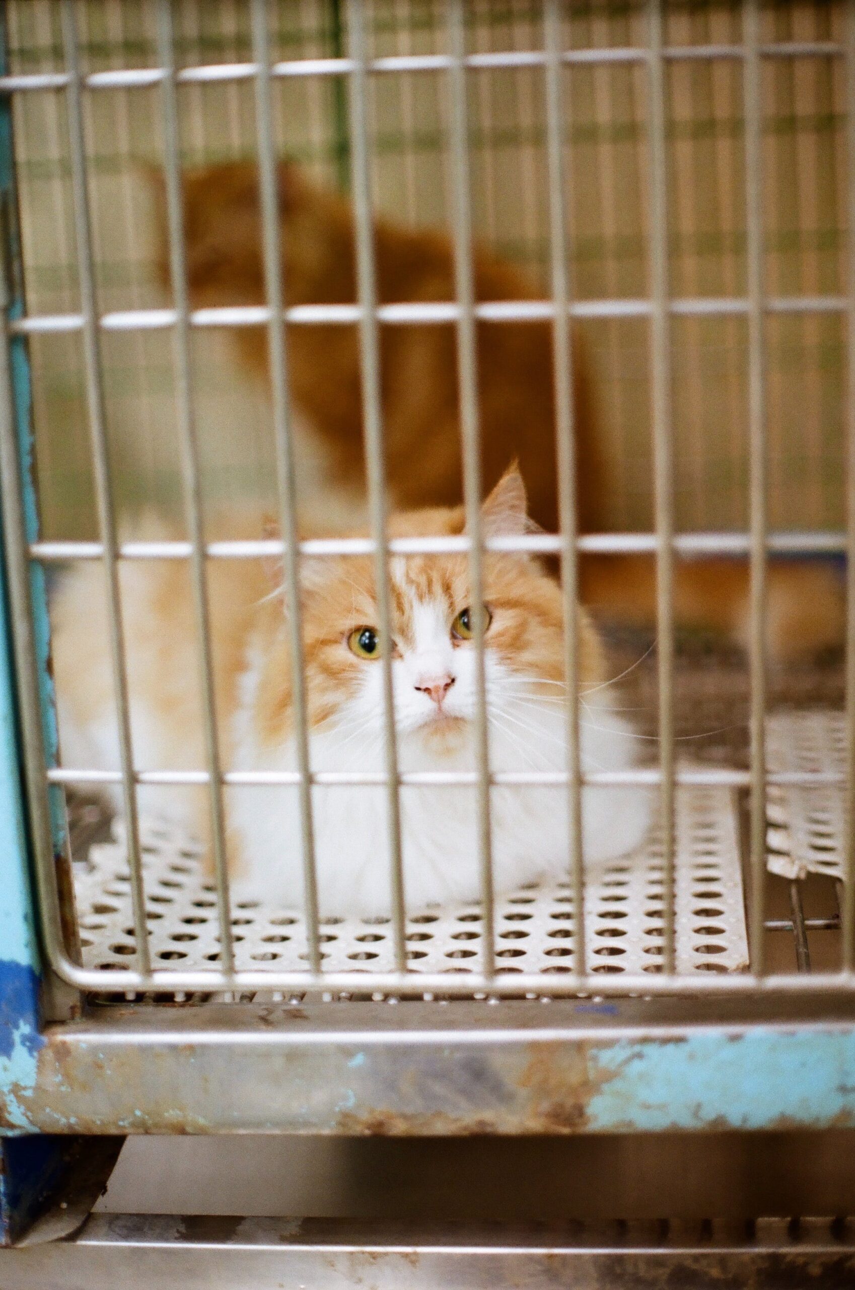 You are currently viewing Cat Adoption: Finding Your Feline Friend in Tampa Bay