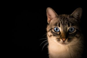 Read more about the article The Secret Life of Cats: Insights from a Tampa Bay Cat Behaviorist