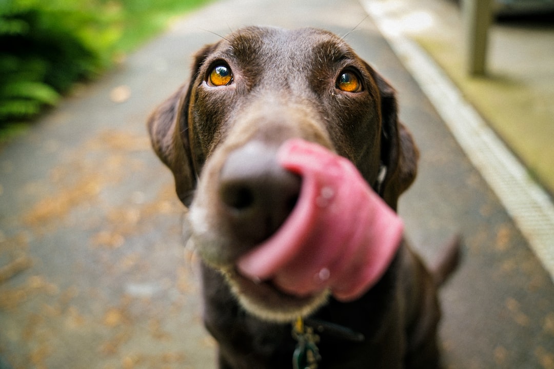 You are currently viewing Sit, Stay, Succeed: How Obedience Training Can Improve Your Dog’s Life in Tampa Bay