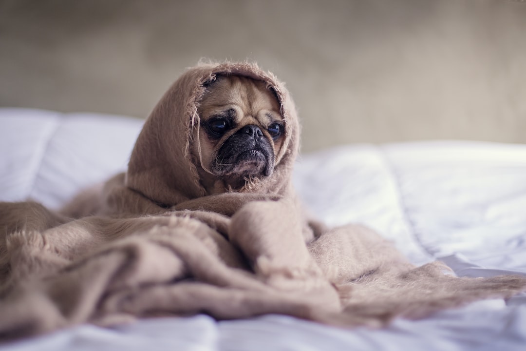 You are currently viewing Fur Real: Tips for Pet Owners with Allergies