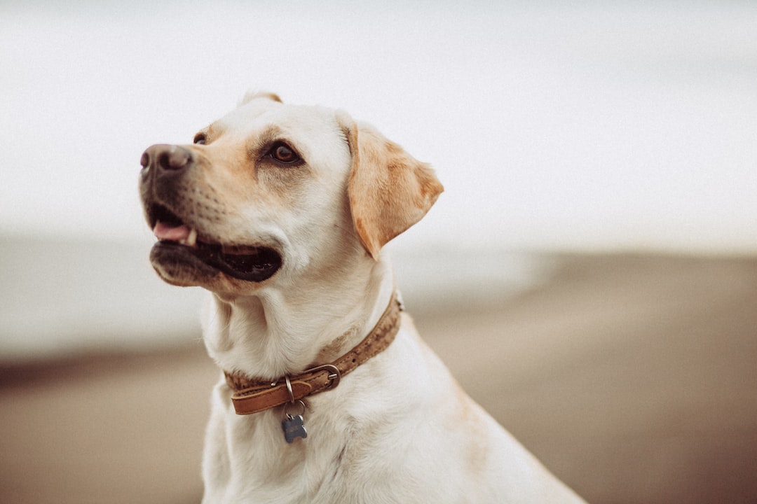 You are currently viewing Cheers to Canines: Discovering the Best Pet-Friendly Breweries in Tampa Bay