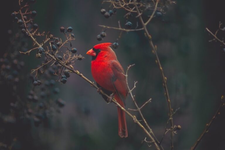 Read more about the article Winged Wonders: Exploring Tampa’s Top Bird Watching Destinations