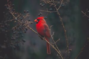 Read more about the article Tampa Bay’s Hidden Gems for Bird Watching Enthusiasts: Uncovering the Best Kept Secrets