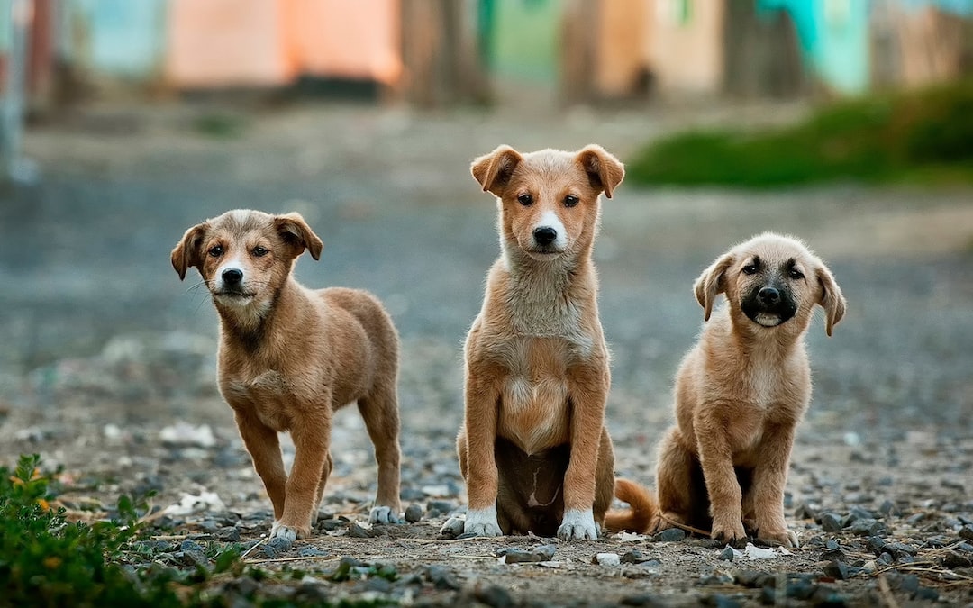 You are currently viewing Tails Will Wag: A Guide to Clearwater’s Most Tail-Wagging Dog Parks