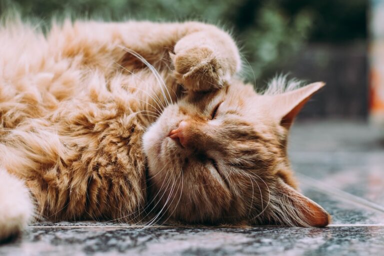 Read more about the article Transforming Your Cat’s Bad Habits into Good Ones: A Guide from Palmetto’s Experienced Behaviorist