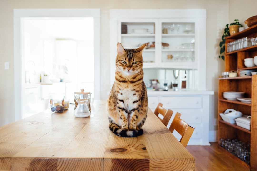 You are currently viewing Saving Lives, One Meow at a Time: Supporting Tampa Bay’s Cat Rescues