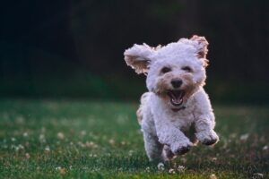 Read more about the article Sit, Stay, and Play: The Benefits of Dog Training Classes in Clearwater