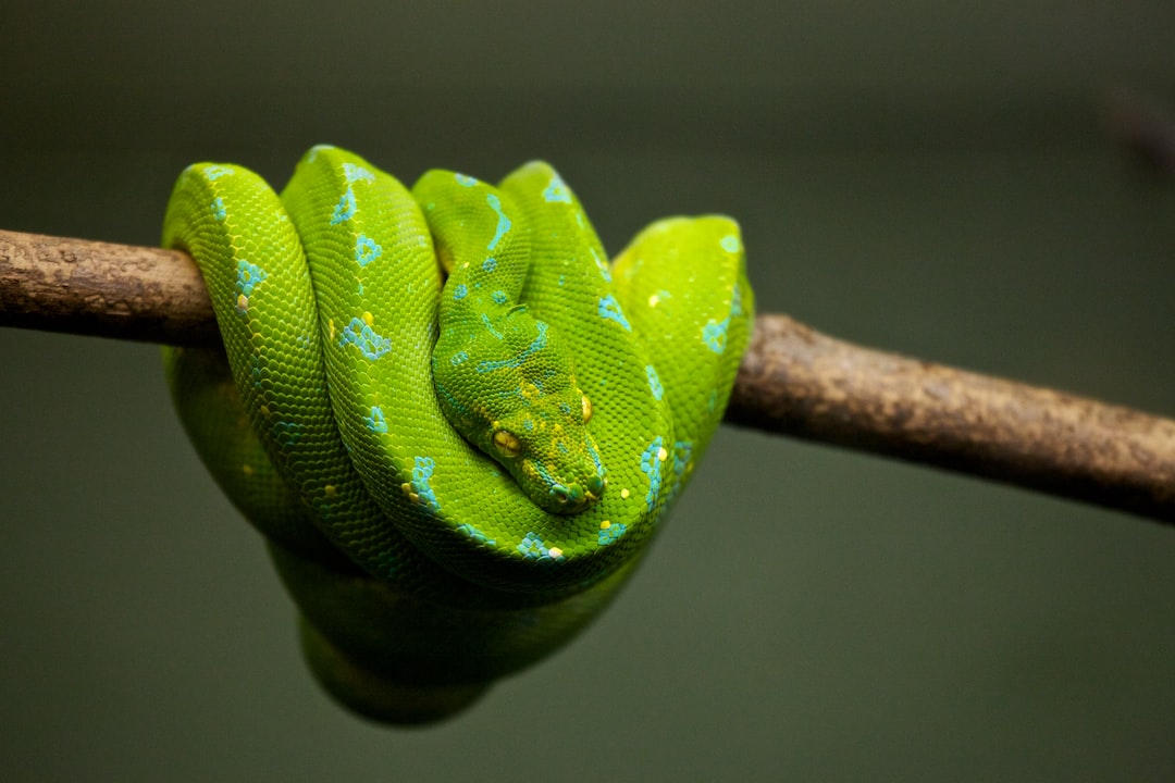 You are currently viewing From Geckos to Pythons: Exploring the Diversity of Reptiles at St. Petersburg’s Expos