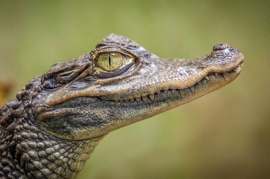 You are currently viewing From Gators to Snakes: Explore the Fascinating World of Reptiles at These Tampa Bay Parks!