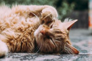 Read more about the article Cat Whisperer: How a Tampa Bay Cat Behaviorist Can Improve Your Relationship with Your Pet