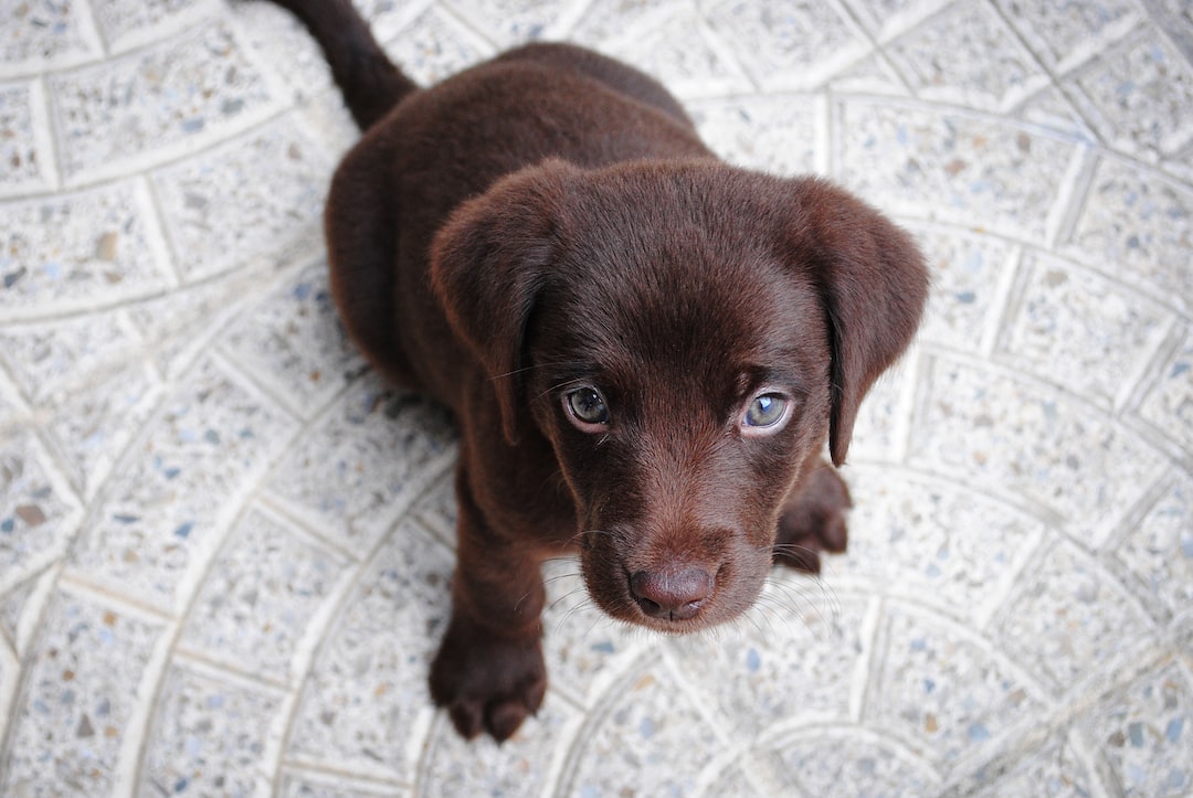 You are currently viewing Raise a Pint with Your Pup: The Best Pet-Friendly Breweries in Ellenton