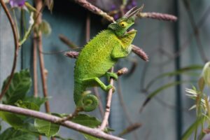 Read more about the article Experience the Thrill of Reptile Spotting at These Hidden Gems in Tampa’s Parks!