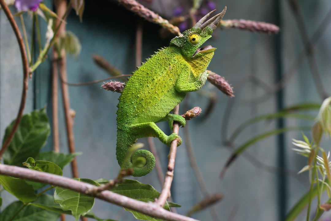 You are currently viewing Experience the Thrill of Reptile Spotting at These Hidden Gems in Tampa’s Parks!