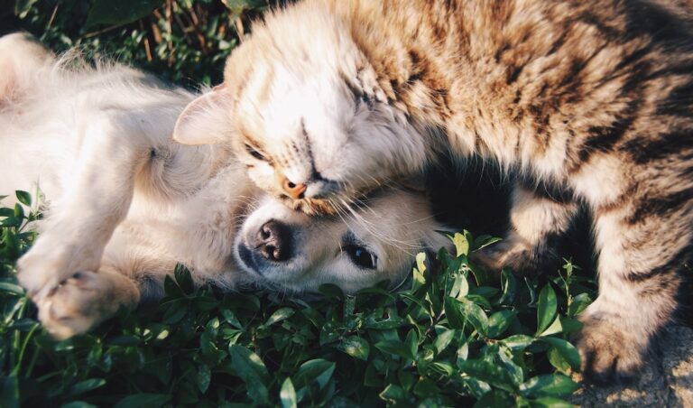 Read more about the article Unleash the Fun: Discovering the Best Dog-Friendly Boat Tours in Tampa Bay