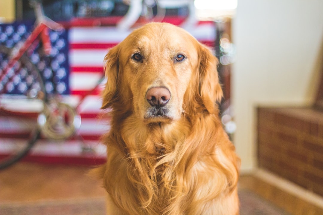 You are currently viewing Wine Tasting with Your Pup: A Guide to Dog-Friendly Wineries in Tampa